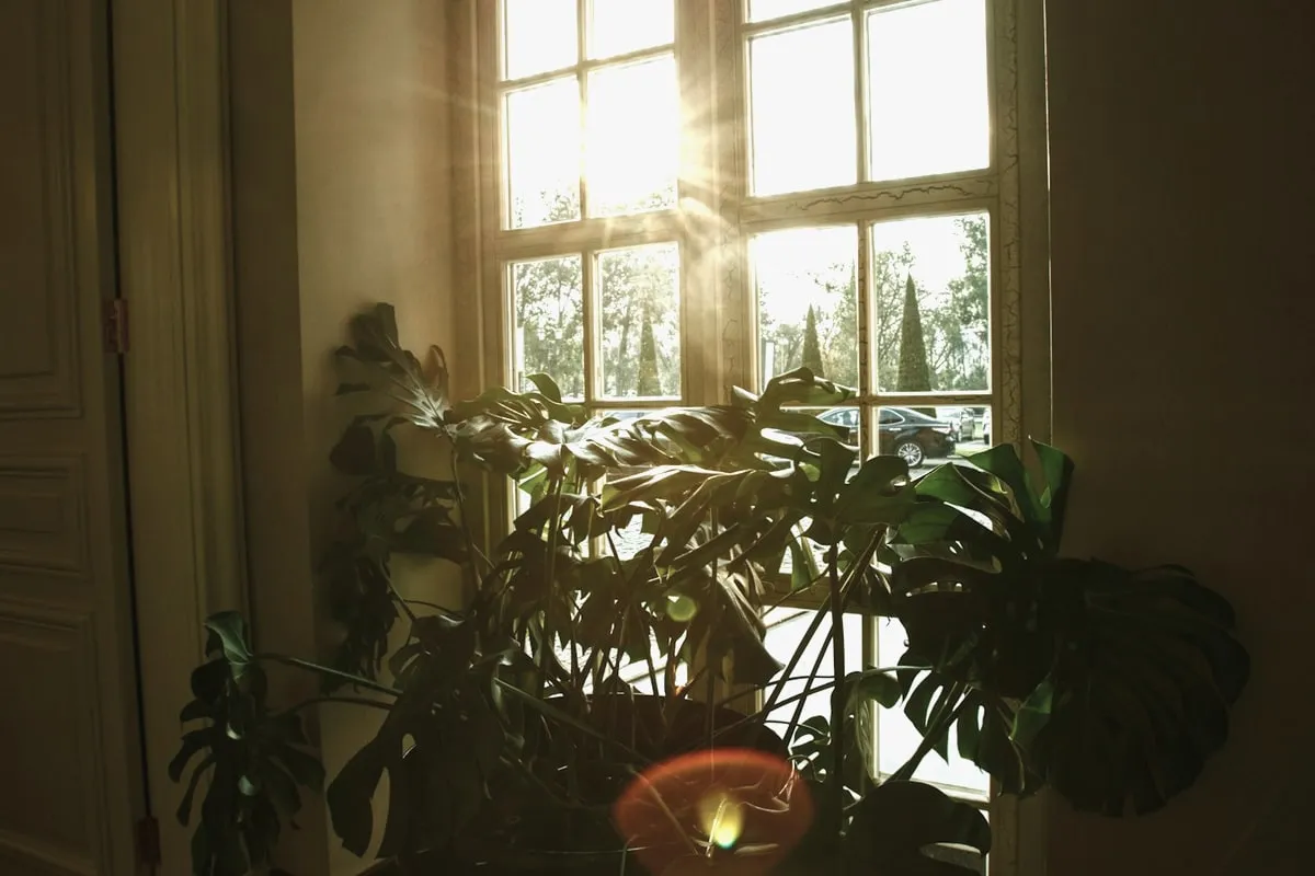 Soft daylight through the surgery window.