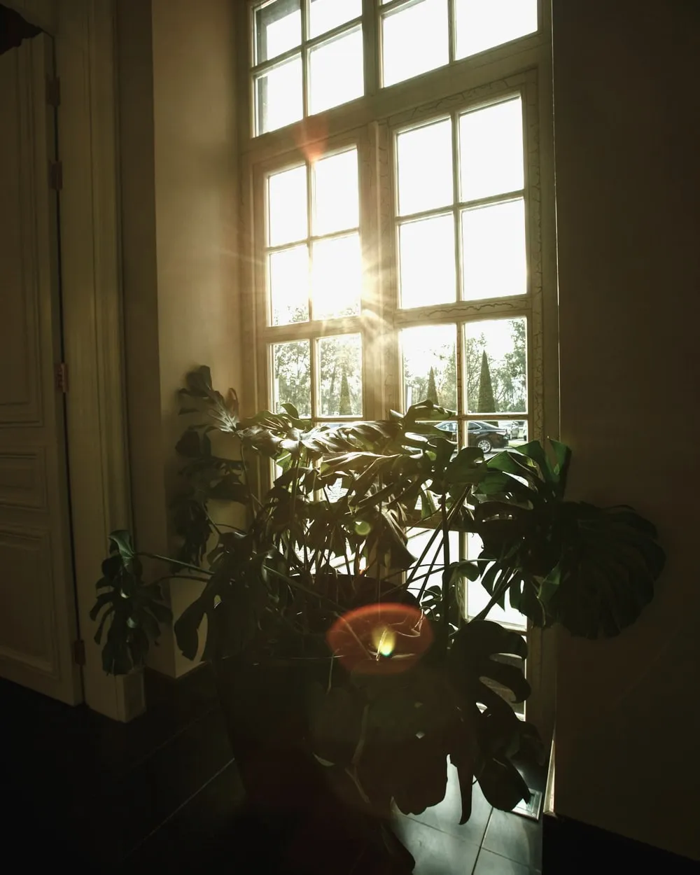 A plant on the windowsill in the surgery, lit from the north.