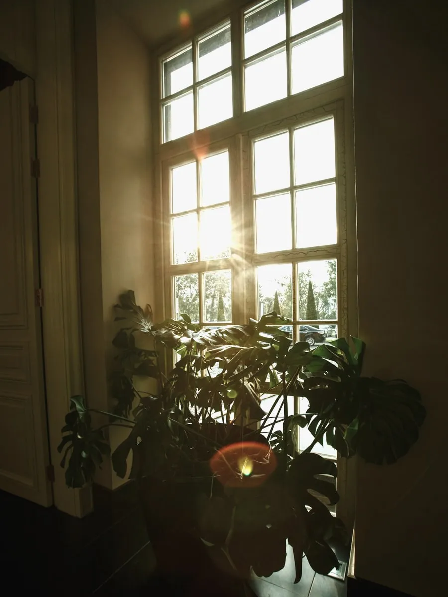 A tall north-facing window in one of the surgeries, with a plant on the sill.